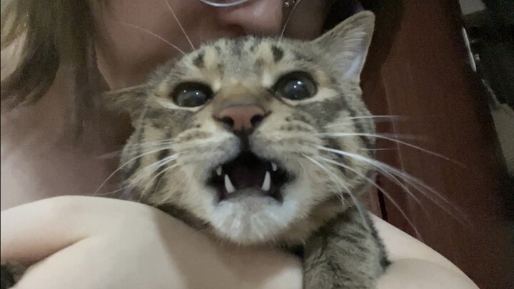 It's Mom's birthday, and the kitten's gift is two round lumps on the sofa—I've decided to give him a