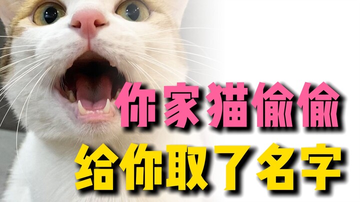 Hóa ra mèo cũng có thể đặt tên cho bạn đấy!