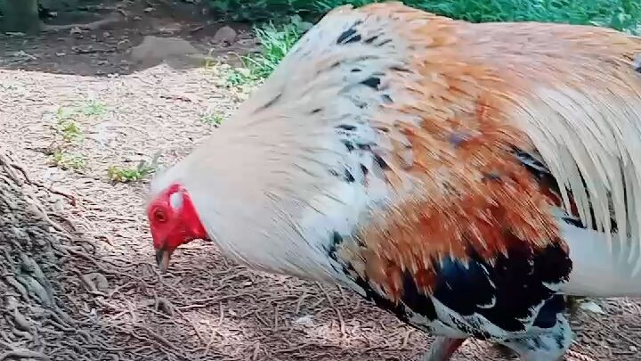 breeding season