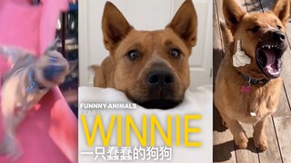 这是一只蠢蠢的狗