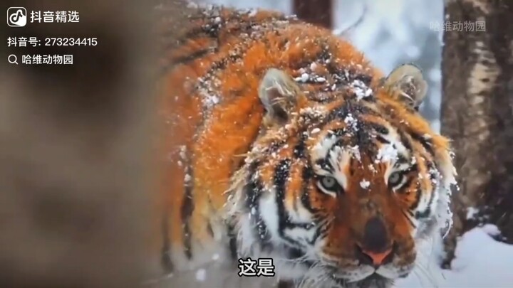 Does a tiger’s roar shake the mountains and terrify all beasts? The Amur tiger: Actually, I used to 