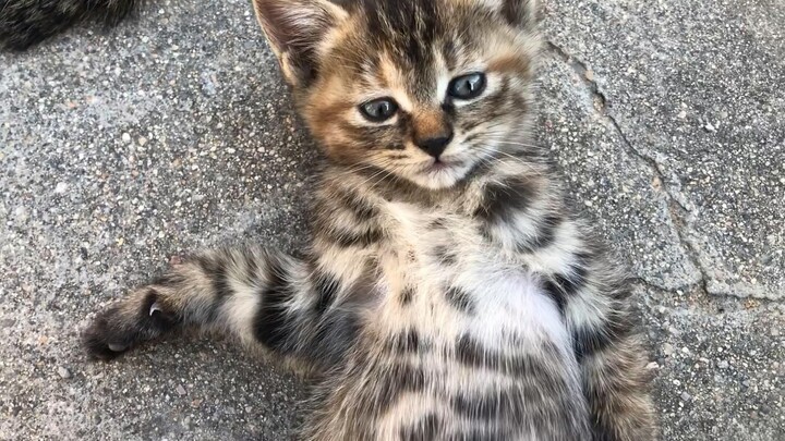 I’ve finally discovered something even cuter than girls!