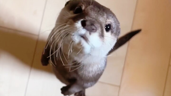 Berang-berang yang baru bangun menyambut tuannya pulang, bahkan mata mereka belum sepenuhnya terbuka