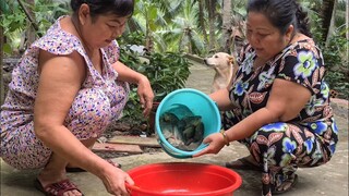 Trúng Mánh Bầy Cá Rô Mề Chỉ Trong Vài Phút | TKQ & Family T1132