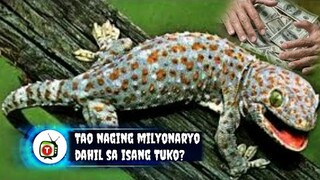 Naging Milyonaryo ng dahil sa isang Tuko | Tokay Gecko | Tenrou21