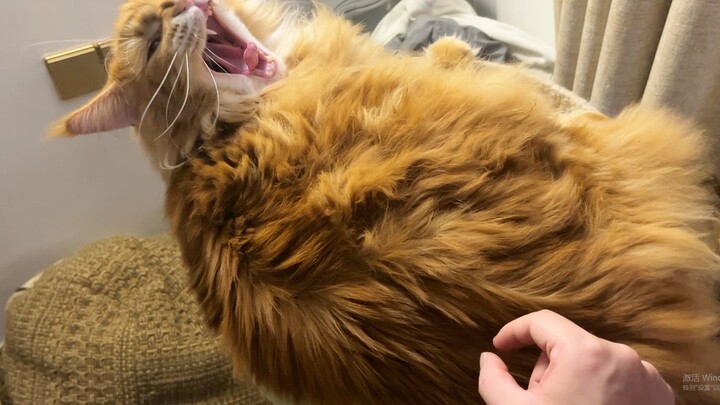 แมวส้มตัวใหญ่หนัก 22 จินแบบนี้ คุณกล้าเกาหรือเปล่า?