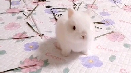Come and mold the bunny!