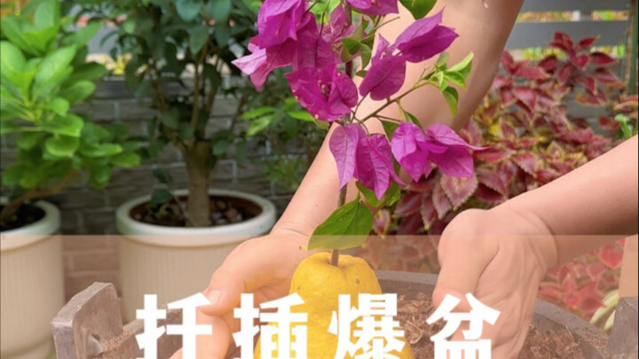 Muốn giâm cành nhanh bung thành chậu lớn, mỗi loại hoa cần dùng phương pháp khác nhau!