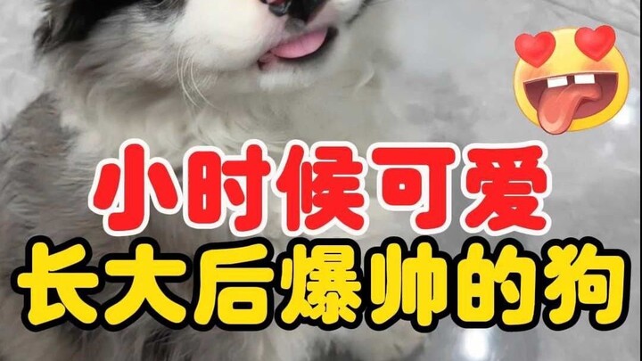 A cute puppy as a kid, a fierce guard dog when it grows up!