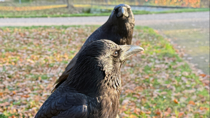 Tolong beri suamiku yang sangat lapar itu dulu.