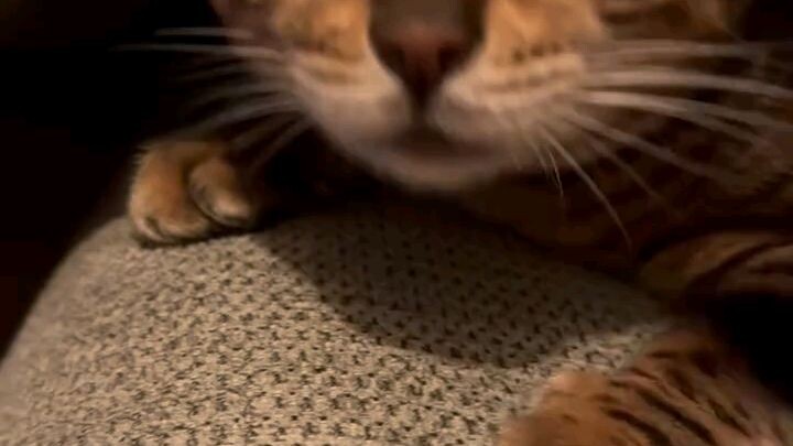 cute kittens