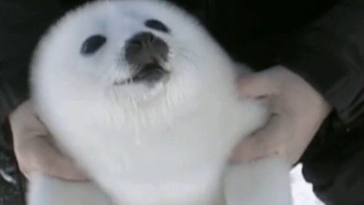 “Why is my mochi ice cream so different from yours?”