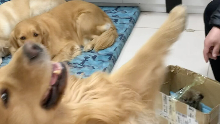 The Coolest Golden Retriever Dog