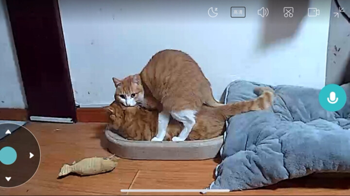 Oh dear—you two brothers really shouldn’t be doing something like this on camera on the first day of