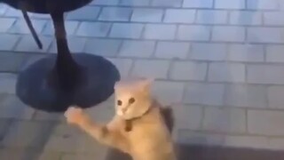 🐱🧠