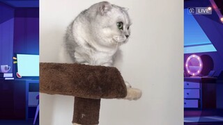 CUTE PET #น่ารัก&ตลก #5555+