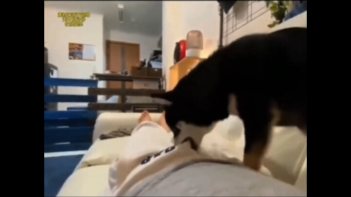 A Grand Showcase of Immoral Animal Behavior