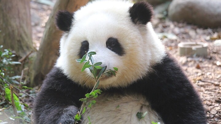 Cute Panda Hehua Bathing In Winter Sunshine