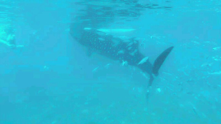 Whale Shark sa Cebu