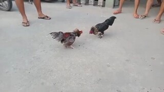 Labanan ng bantam sa tondo😂