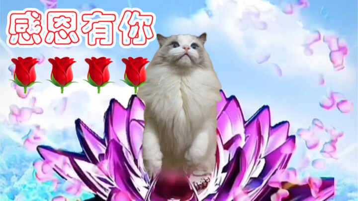 My mom's cat haircut video has become a hot topic on Bilibili.