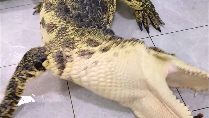 The crocodile gobbled up loaches until it was all puffed up!