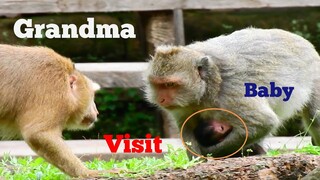 Grandma Visit Baby Jinx, How Are You Baby?, It's Wonderful Mama Monkey Teresa Always Visit Baby Jinx