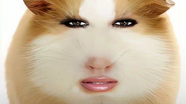 Koleksi Efek Suara Piggy – Dengar Sekaligus, Puas Banget!