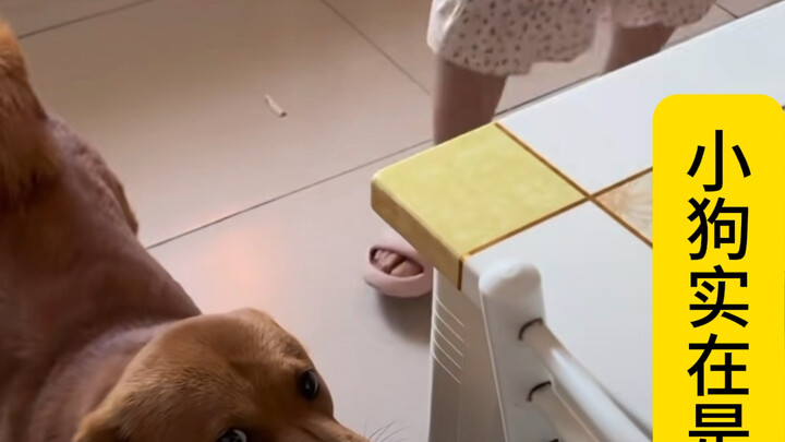 Membuat Anjing Marah