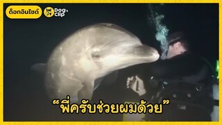 โลมาปริศนาว่ายน้ำมาขอความช่วยเหลือจากนักประดาน้ำ | Dog's Clip