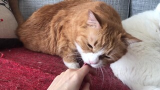 What is the difference between licking a cat and a cat?