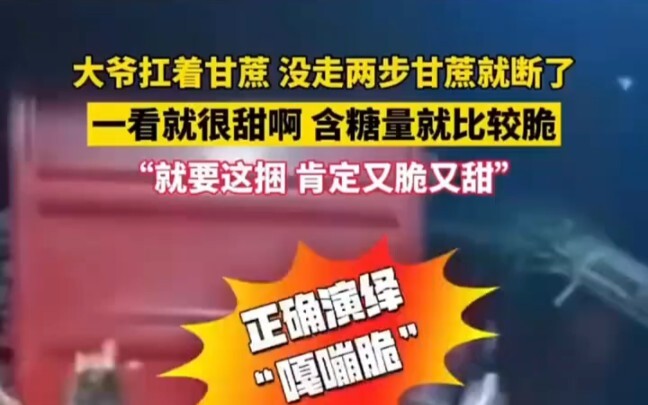 大爷扛着甘蔗 没走两步甘蔗就断了一看就很甜啊 含糖高就比较脆 就要这捆 肯定又脆又甜”