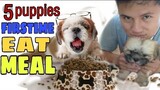 5 PUPPIES EAT FIRST MEAL | 2MONTHS SHIHTZU PUPPIES DOG FOOD