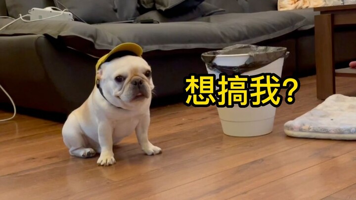 Chó con: Chỉ nhờ mày thôi ư???