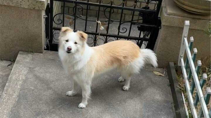 Sekarang semakin sulit menemukan tempat di mana mereka bisa berlari bebas #Border Collie Chen Bella