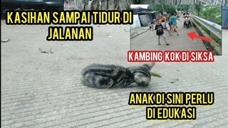 Astaghfirullah Anak Kucing Tergeletak Di Tengah Jalan Orang-Orang Di Sini Tidak Ada Yang Peduli..!