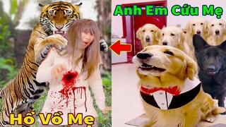 Thú Cưng TV | Trứng Vàng và Trứng Bạc #8 | Chó Golden Gâu Đần thông minh vui nhộn | Pets smart dog