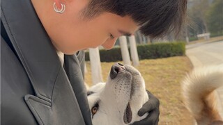 Ketika pacar saya yang tingginya 195cm mengetahui bahwa saya punya tiga husky
