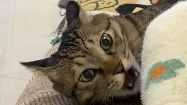 Mi nggak percaya manusia selemah itu! Pasti kamu lagi bohong sama Mi!