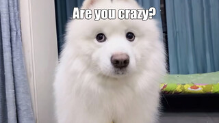 Binatang|Samoyed