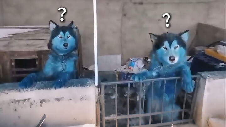 Animal Confusing Behavior Showcase 290