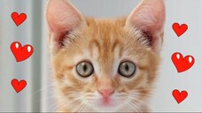 Lovely Cat