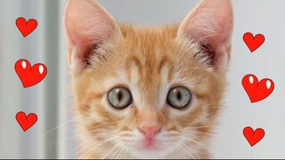 Lovely Cat