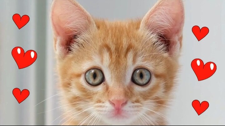 Lovely Cat