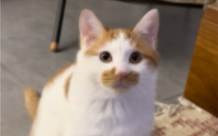 Một chút xíu mèo con mà không có ý thức về ranh giới thì sẽ bị mẹ la cho đó!