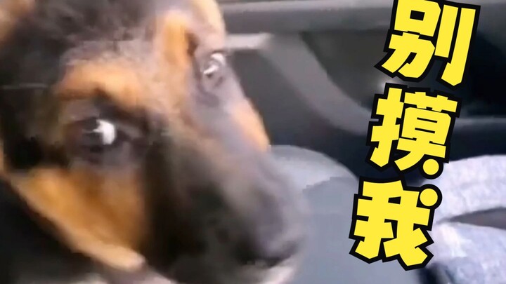 The owner keeps petting the dog, but the dog gives an impatient look, signaling: “If you keep touchi