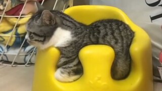 Obsessive-compulsive cat behavior