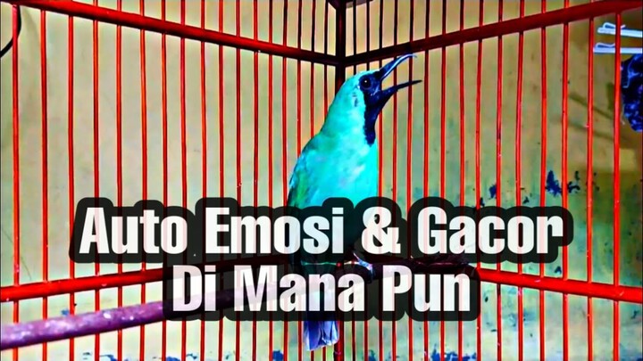 Cucak Ijo Gacor Nembak Kasar || Pancingan Bikin Gacor Emosi