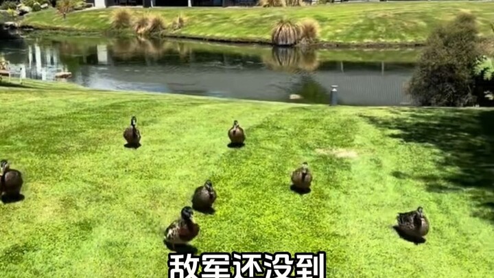 New Zealand: My Flat and Smooth Life #