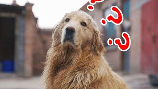 小金毛你是否有很多问号？？？